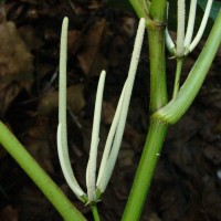 Piper umbellatum L.